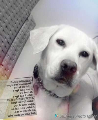 Unsere Fellnasen im Regenbogenland-Beitrag-Bild