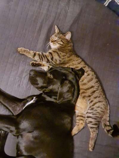 Fotosammlung: ,,Der natürliche Hund" Unbearbeitet, ungestellt und in Natura-Beitrag-Bild