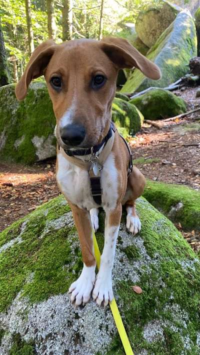 Dogorama Photo Challenge - an der Leine-Beitrag-Bild