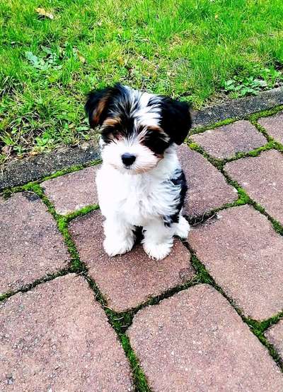 Welpen Bilder !-Beitrag-Bild