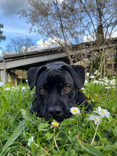 Hundetreffen-Playdate und Spaziergänge-Bild