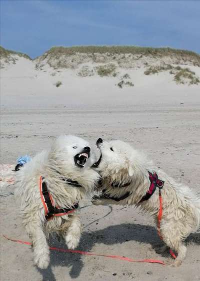 Zeigt eure verrücktesten Hundebilder-Beitrag-Bild