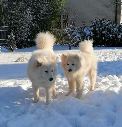 Mehrere Hunde zuhause !-Beitrag-Bild