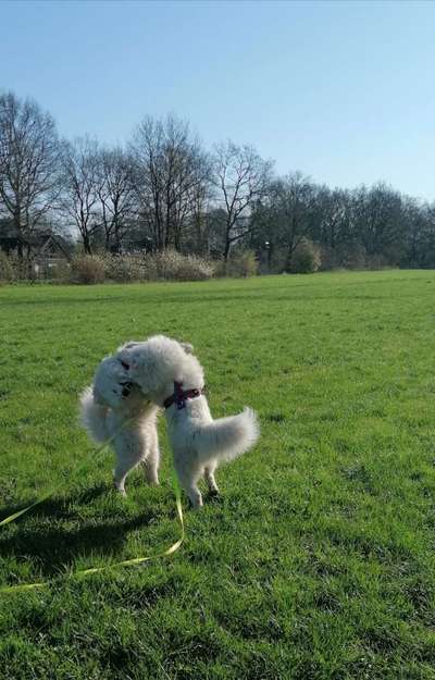 Fotochallenge No. 26                                     Wald und Wiese-Beitrag-Bild