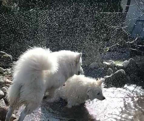 Challenge 23 : "  Euer Hund beim Frühlingserwachen "-Beitrag-Bild