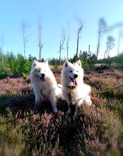 Heide Shooting-Beitrag-Bild