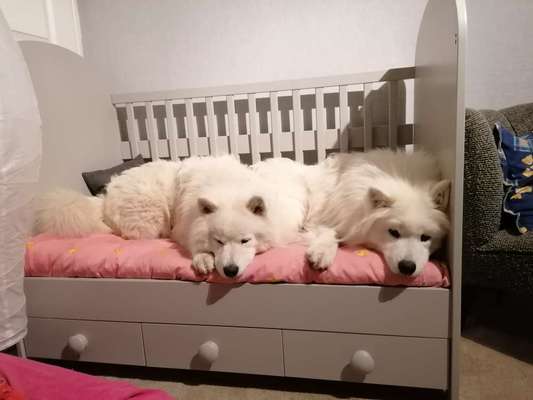 Hunde schlafplatz-Beitrag-Bild