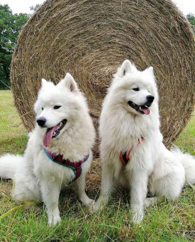 Nordische Hunde-Beitrag-Bild