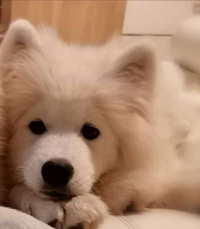 CHALLENGE NR. 19 - Der Hundeblick-Beitrag-Bild