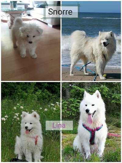 Welpenfotos-Beitrag-Bild