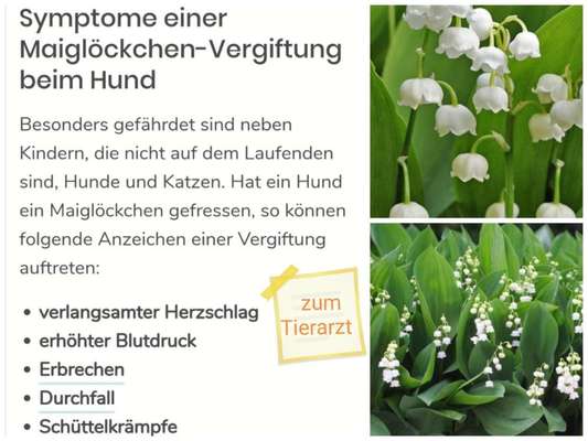 Wunderschöne aber auch "giftige Natur"...Sammeltread, für Giftpflanzen möglichst mit  (eigenem) Foto-Beitrag-Bild