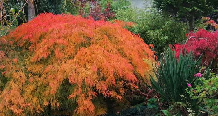 Die wunderschöne Welt mit Hund.-Beitrag-Bild