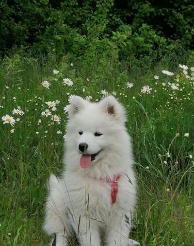 Welpen Bilder !-Beitrag-Bild