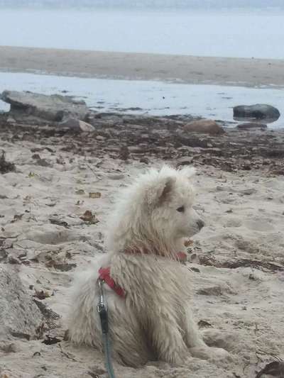 Dogorama-Monats-Challenge-Mai "Wasser"-Beitrag-Bild