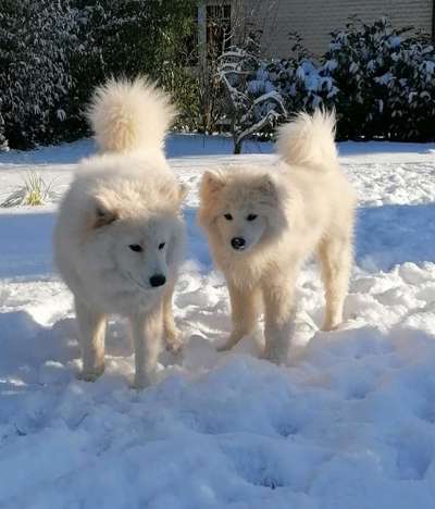 Samojede-Beitrag-Bild