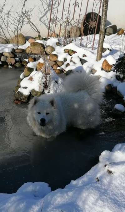 Zeig deinen Hund in der Kalender-Collage-Beitrag-Bild