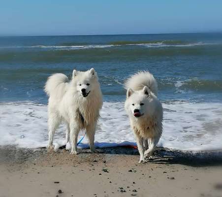 Die Dogorama Kalender Challenge Titelbild-Beitrag-Bild