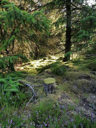 Die wunderschöne Welt mit Hund.-Beitrag-Bild