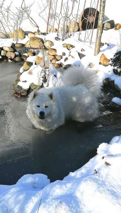 Die Dogorama Kalender Challenge Teil 2/4-Beitrag-Bild