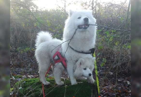 Zeige das lustigste Bild eures Hundis-Beitrag-Bild