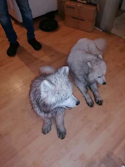 Zeigt mir doch mal eure Dreckspätze-Beitrag-Bild