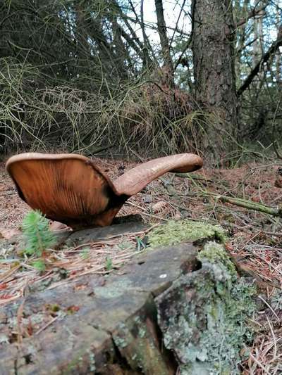 Die wunderschöne Welt mit Hund.-Beitrag-Bild
