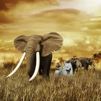 Photomontagen mit Hund-Beitrag-Bild