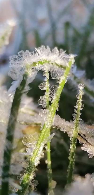 Die wunderschöne Welt mit Hund.-Beitrag-Bild