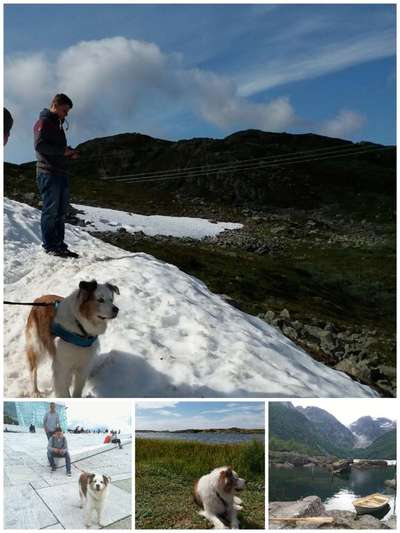 Hunde im Urlaub-Beitrag-Bild