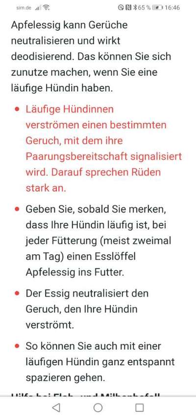 Meine Hündin wirkt auf Rüden als ob sie läufig sei ist sie aber nicht-Beitrag-Bild