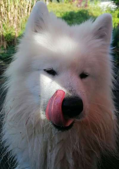 Fotochallenge Nr. 59 - Mein Hund zeigt die Zunge-Beitrag-Bild