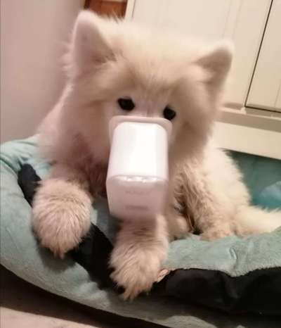 Zeige das lustigste Bild eures Hundis-Beitrag-Bild