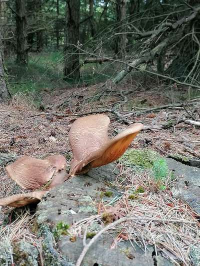 Die wunderschöne Welt mit Hund.-Beitrag-Bild