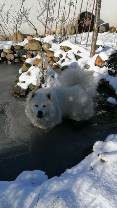 CHALLENGE NR. 19 - Der Hundeblick-Beitrag-Bild