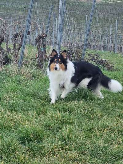 Fotosammlung: ,,Der natürliche Hund" Unbearbeitet, ungestellt und in Natura-Beitrag-Bild