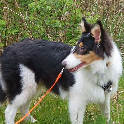 Hundetreffen-Kahty sucht Spielfreunde zum gemeinsamen Gassi und Toben-Bild