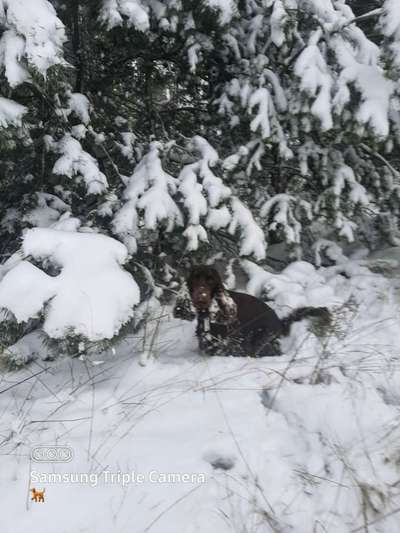 Cocker Spaniel-Beitrag-Bild