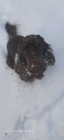 CHALLENGE NR. 19 - Der Hundeblick-Beitrag-Bild