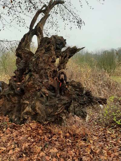 Foto's und Hundemodels-Beitrag-Bild