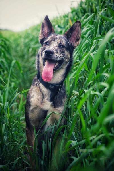 Die Dogorama Monats Challenge "Es grünt und blüht"-Beitrag-Bild