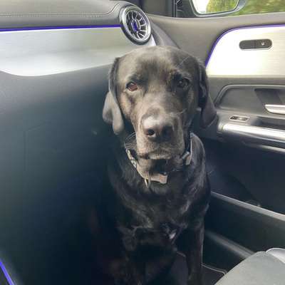 Hundetreffen-Samstags Gassirunde 🐕😊-Bild