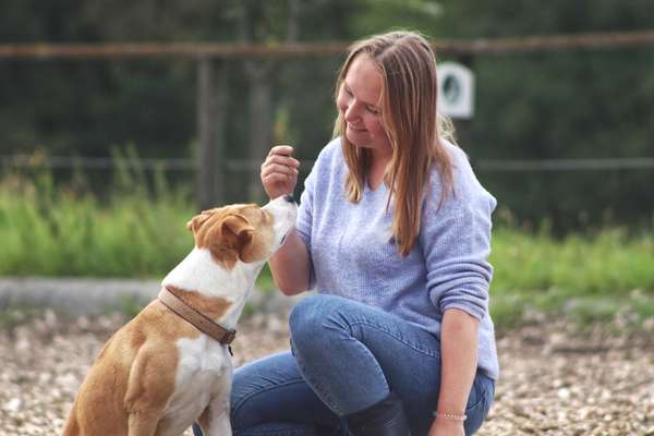 Hundetreffen-Gassipartner Raum Graz/ Graz Umgebung-Bild