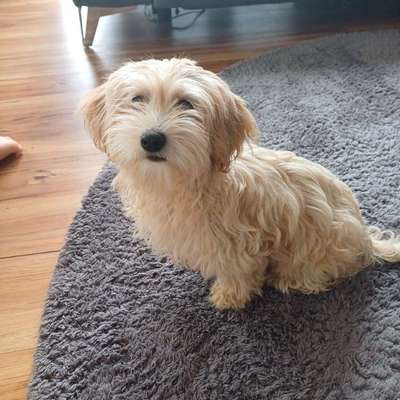 Hundetreffen-Sozialisierung/Spielen-Bild