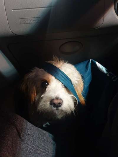 Welpen Bilder !-Beitrag-Bild