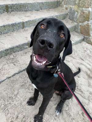 Hundetreffen-Gassirunde und Spielkameraden-Bild