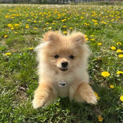 Hundetreffen-Hundefreunde gesucht 🐶-Bild