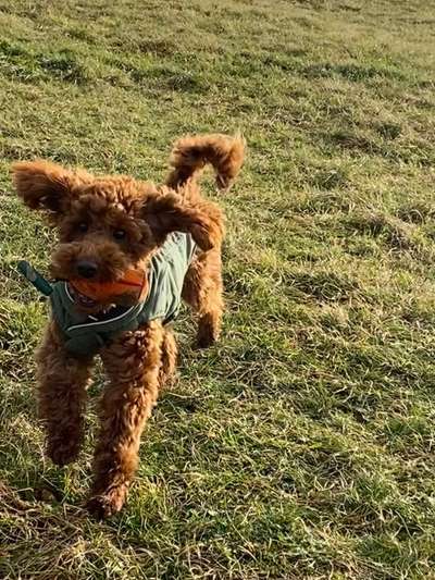 Alles rund um den Pudel-Beitrag-Bild