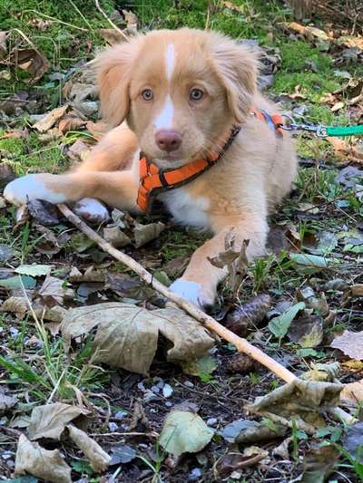 Die Dogorama Kalender Challenge Titelbild-Beitrag-Bild