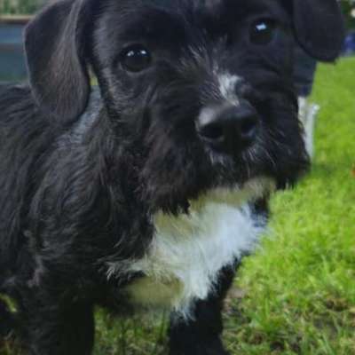 Hundetreffen-Welpentreffen-Bild