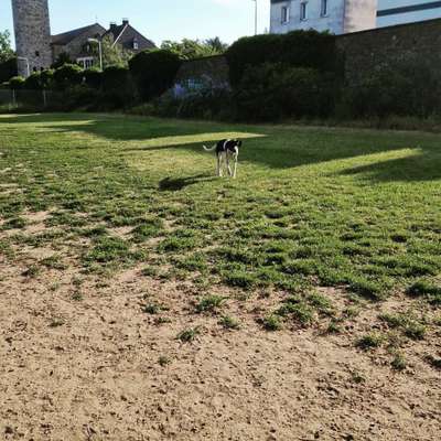 Hundetreffen-Spielen in der Orangerie-Bild